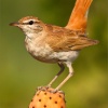 Alzacola (Cercotrichas galactotes)