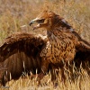 Águila perdicera (Hieraaetus fasciatus )