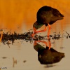 Calamón común (Porphyrio porphyrio)
