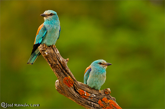 Carraca europea (Coracias garrulus)