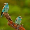 Carraca europea (Coracias garrulus)
