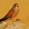Cernícalo primilla (Falco naumanni)