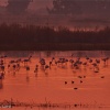 Flamenco común (Phoenicopterus ruber)