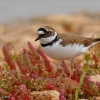Chorlitejo chico (Charadrius dubius)