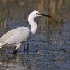 Garceta común (Egretta garzetta)