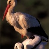 Cigueña blanca (Ciconia ciconia)