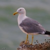 Gaviota patiamarilla (Larus michahellis)