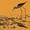 Cigüeñuela común (Himantopus himantopus)