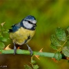 Herrerillo común (Cyanistes caeruleus)