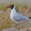 Gaviota reidora (Larus ridibundus)
