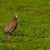 Perdiz roja (Alectoris rufa)