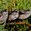 Mito (Aegithalos caudatus)