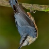 Trepador azul (Sitta europaea)