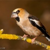 Picogordo (Coccothraustes coccothraustes)