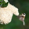 Pájaro moscón (Remiz pendulinus)