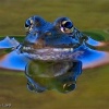 Rana común (Pelophylax perezi)