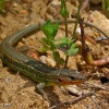 Lagartija ibérica (Podarcis hispanica)