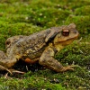 Sapo común (Bufo bufo)