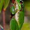 Ranita meridional (Hyla meridionalis)