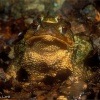 Sapo común (Bufo bufo)