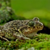 Sapo de espuelas (Pelobates cultripes)