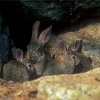 Conejo (Oryctolagus cuniculus)