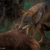 Lobo ibérico (Canis lupus signatus)