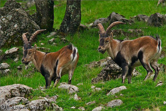 Cabra montés (Capra pyrenaica hispanica)