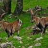 Cabra montés (Capra pyrenaica hispanica)