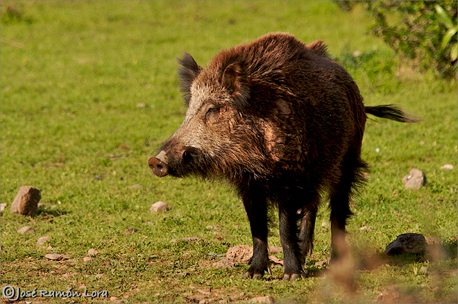 jabal-sus-scrofa-jos-ram-n-lora-robles-fotograf-a-de-naturaleza