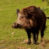 Jabalí (Sus scrofa)