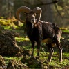 Muflón (Ovis musimon)