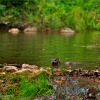 Nutria (Lutra lutra)