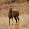 Ciervo (Cervus elaphus)