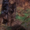 Lobo ibérico (Canis lupus signatus)