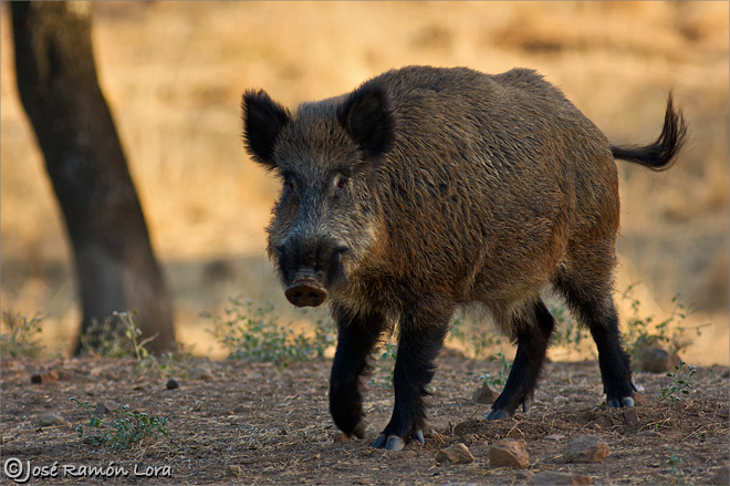 jabal-sus-scrofa-jos-ram-n-lora-robles-fotograf-a-de-naturaleza