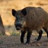 Jabalí (Sus scrofa)
