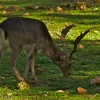 Gamo (Dama dama)