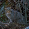 Gato montés (Felis silvestris)
