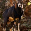 Muflón (Ovis musimon)
