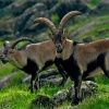 Cabra montés (Capra pyrenaica hispanica)