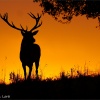Ciervo (Cervus elaphus)