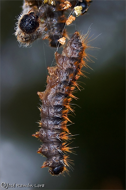 Procesionaria del pino (Thaumetopoea pityocampa)