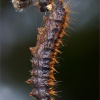 Procesionaria del pino (Thaumetopoea pityocampa)
