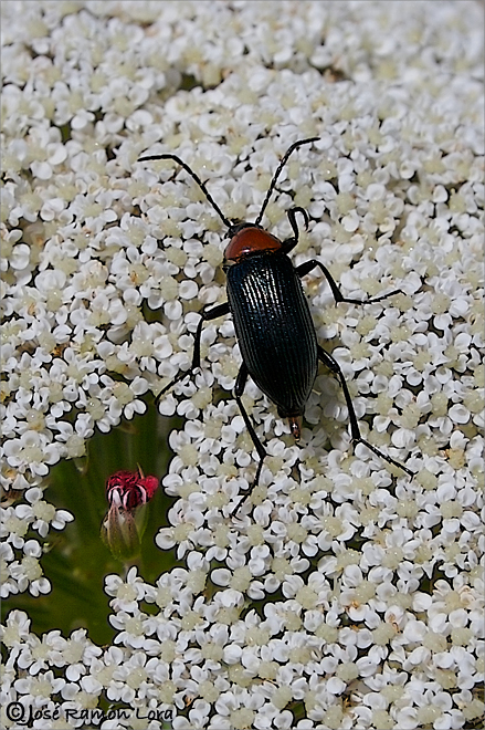 Heliotaurus ruficollis