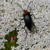 Heliotaurus ruficollis