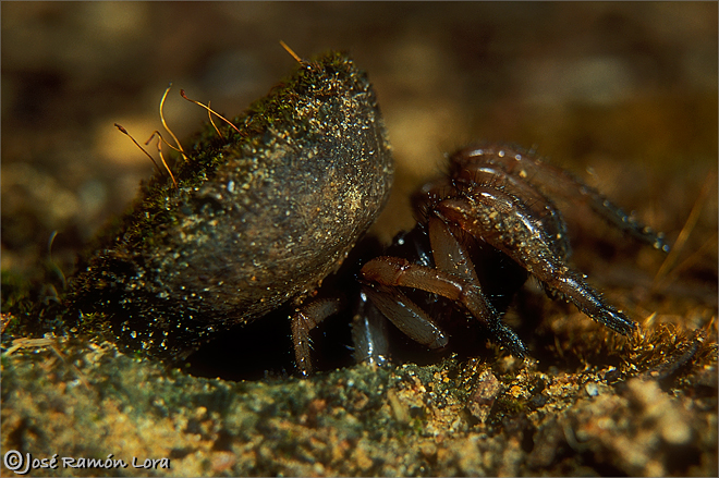 Araña tapadera