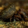 Araña tapadera