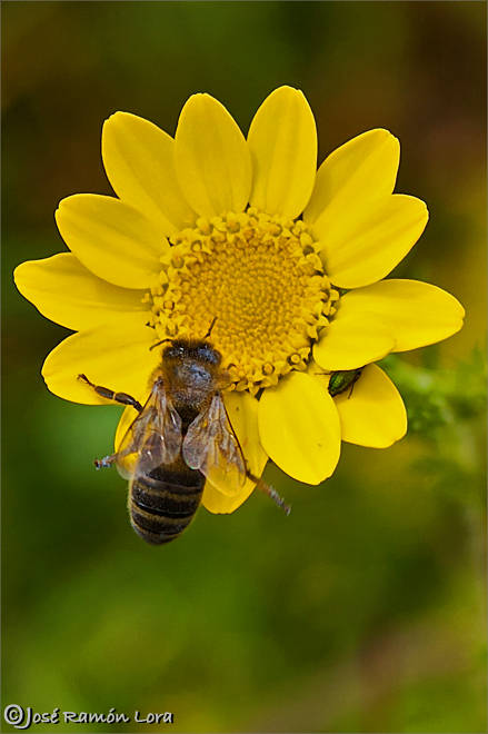 Abeja de la miel (Apis mellifica)