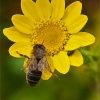 Abeja de la miel (Apis mellifica)